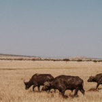 Safari als Hochzeitsreise: Planung und Vorbereitung